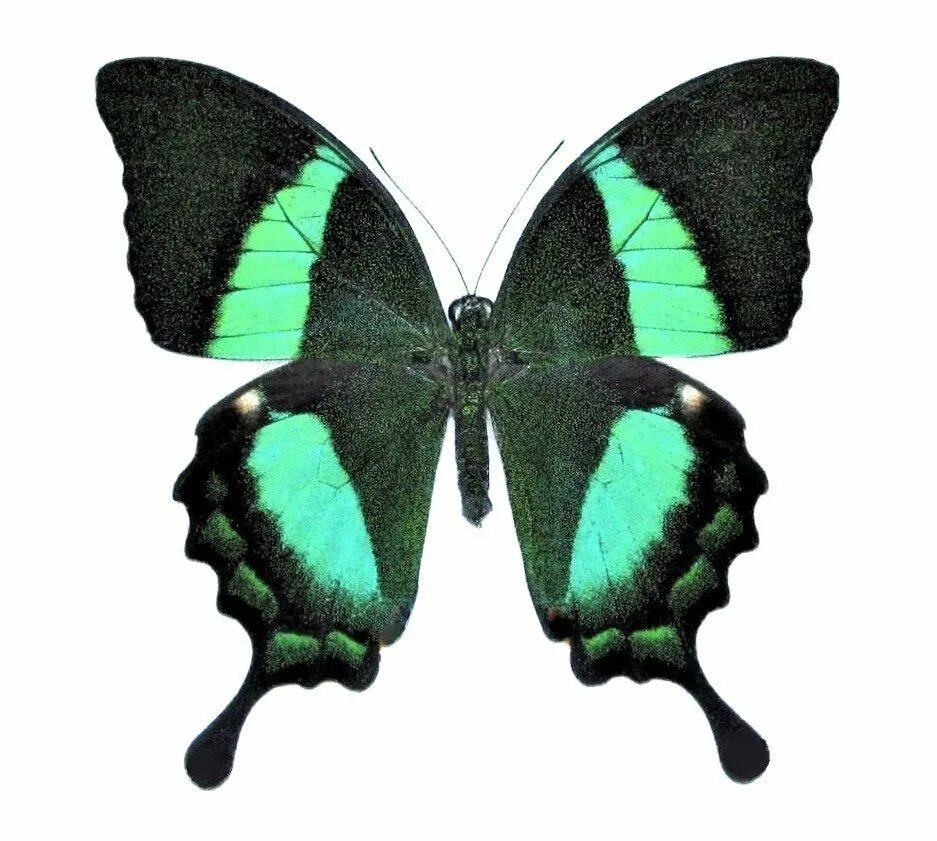 Черно зеленая бабочка. Papilio Palinurus бабочка. Парусник Палинур Papilio Palinurus. Бабочка парусник Палинур (Papilio Palinurus). Бабочка парусник Палинур зелёная.