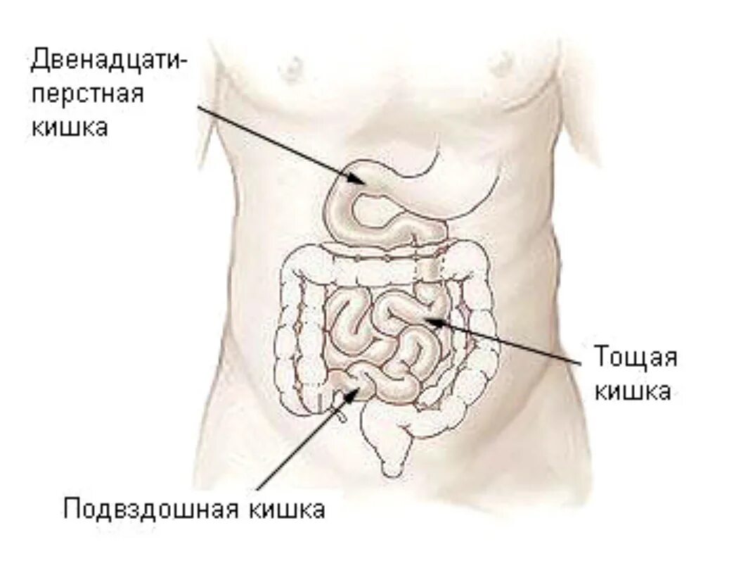 Тощая и подвздошная кишка строение. Тонкая кишка отделы подвздошная. Подвздошная кишка анатомия строение. Строение тощей и подвздошной кишки анатомия. Правая подвздошная кишка