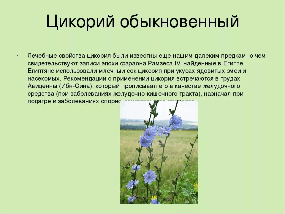Цикорий трава свойства. Соцветие цикория обыкновенного. Цикорий лекарственные свойства. Цикорий обыкновенный описание растения. Цикорий.