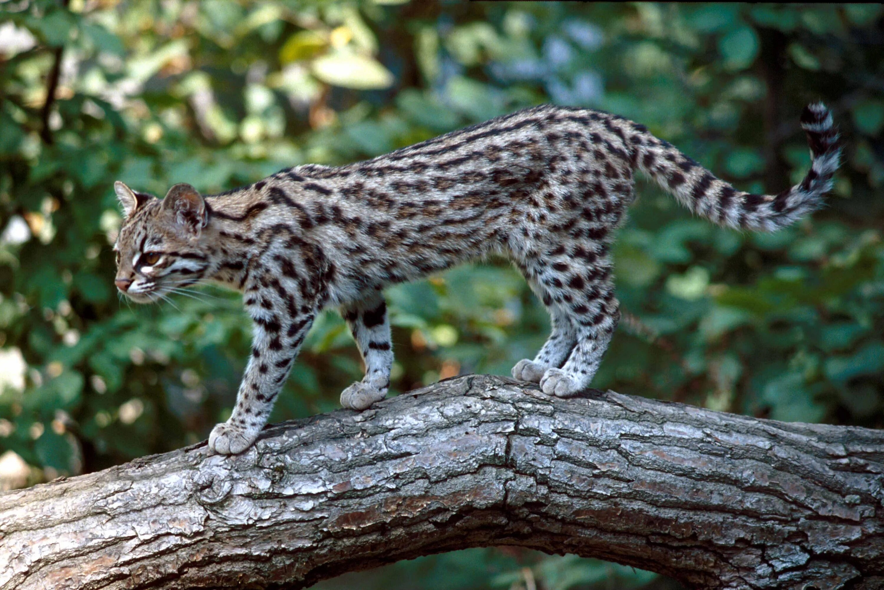 Семейство больших кошачьих. Леопард онцилла. Онцилла Маргай. Дикая кошка Оцелот Южной Америки. Leopardus tigrinus.