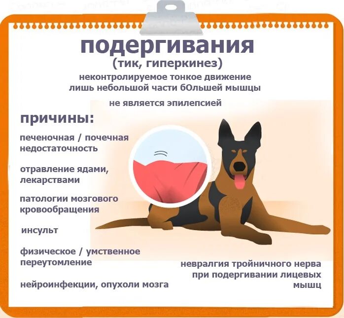 Пароксизмальная дискинезия у собак. Эпилепсия у собак причины. эпилепсия у щенка 4 месяца. эпилепсия у щенка 2 месяцев. эпилепсия кодовый месяц у собаки.
