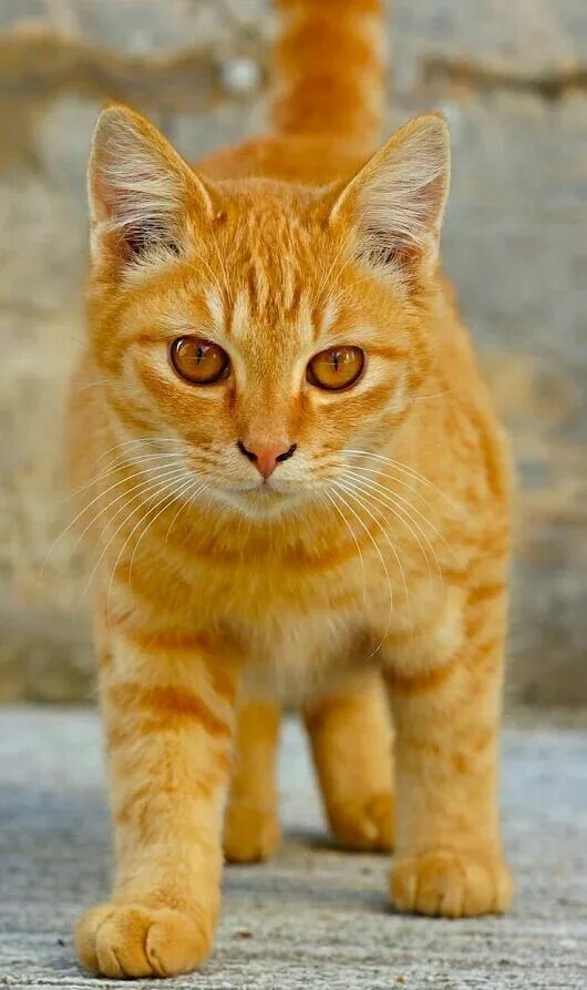 A Comprehensive Overview on Home Decoration in 2020 Orange tabby cats, Orange ca