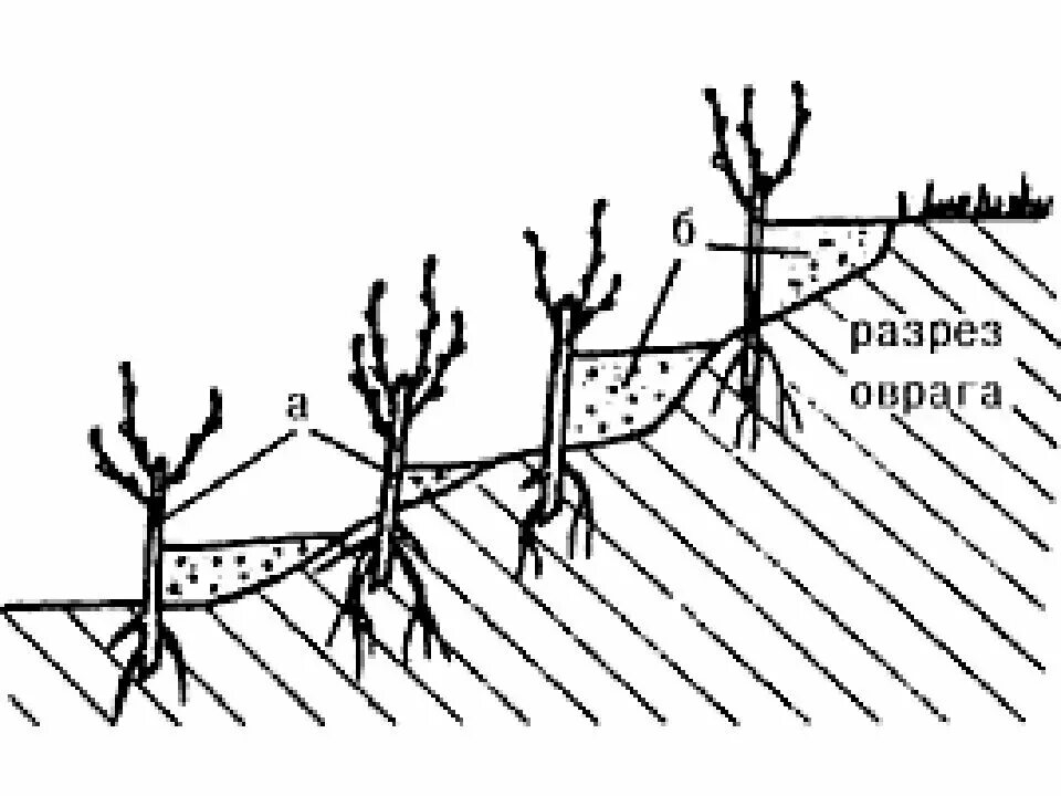 Высаживание деревьев на склонах оврагов. Террасирование участка на склоне схема. Защитные лесополосы крым. Посадка растений для укрепления склонов. Схема посадки дерева на склоне.