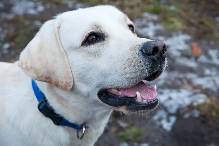 Добрый лабр 2 блоггер. 2 лабрадора. Лабрадор-ретривер метис приобрести из приюта. Добрые собаки. Добрый лабр 2 блоггер.