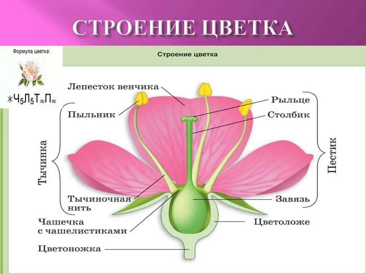 Строение цветка. Семейство Розоцветные строение цветка. Строение цветков семейства розоцветных. Цветки семейства розоцветных схема. Схема строения цветка розоцветных.