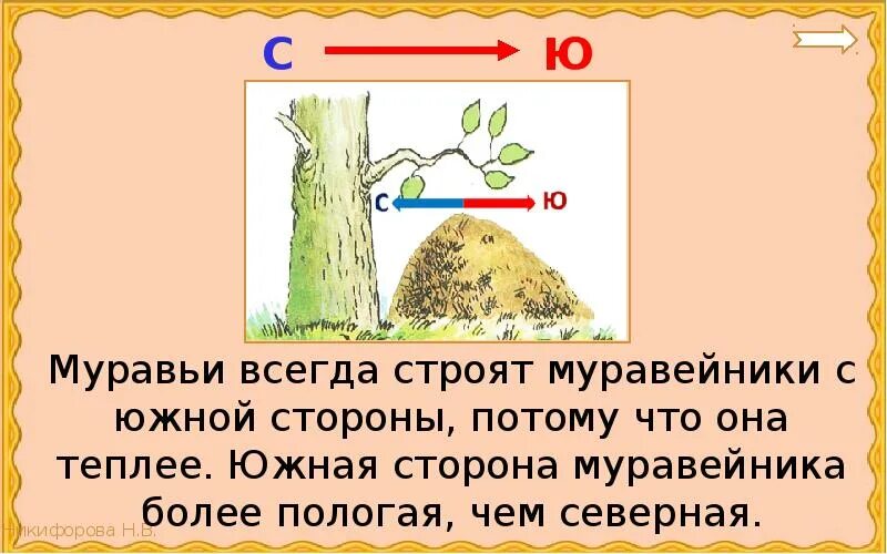 Kak po. Муравейник с Южной стороны. Стороны горизонта по муравейнику.