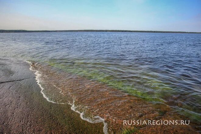 Финский залив соленый. Фауна финского залива. В финском заливе вода соленая. Финский залив соленая вода