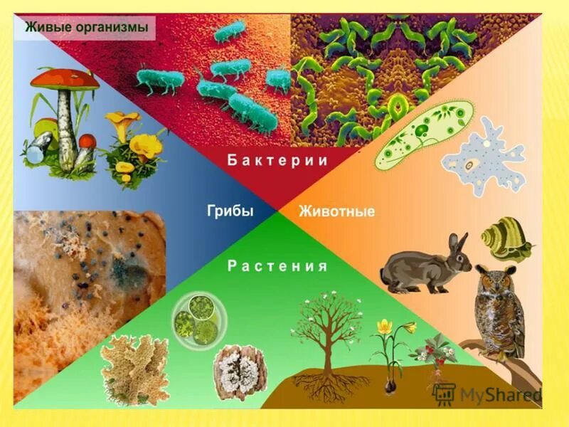 Биология наука о живой природе. Картинки по биологии. Мир живых организмов. Изучение живой природы. Наука изучающая развитие живой природы по окаменелостям