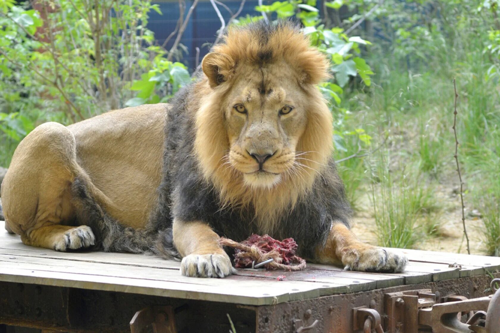 Лондонский зоопарк (London Zoo). Риджентс парк зоопарк. Лондонский зоопарк львы. Земля Львов London Zoo. Лев в зоопарке съедает