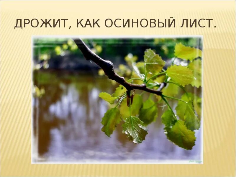 Осиновый лист дрожит. Дрожит как осиновый лист. Трястись как осиновый лист. Осиновый лист фото. Как появилась поговорка дрожит как осиновый лист