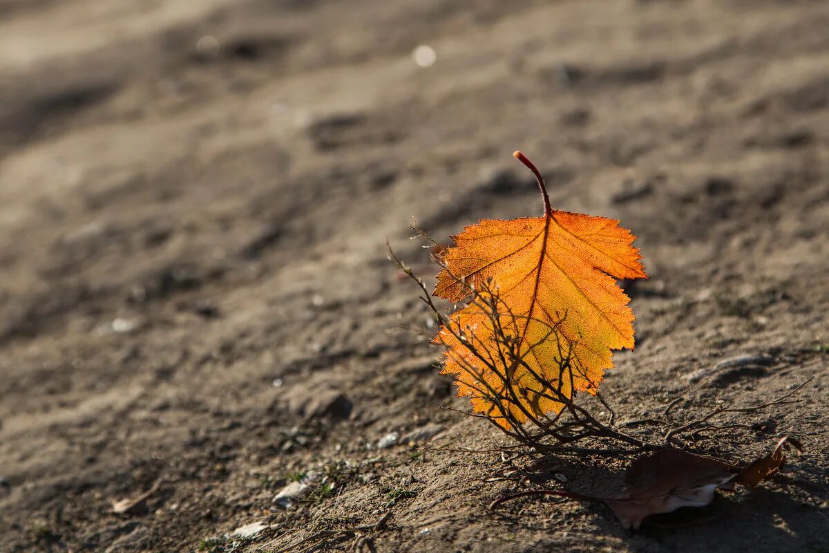 листья. листок на ветру. одинокий лист на ветке. осень листья влетают. картинки одинокий листок.