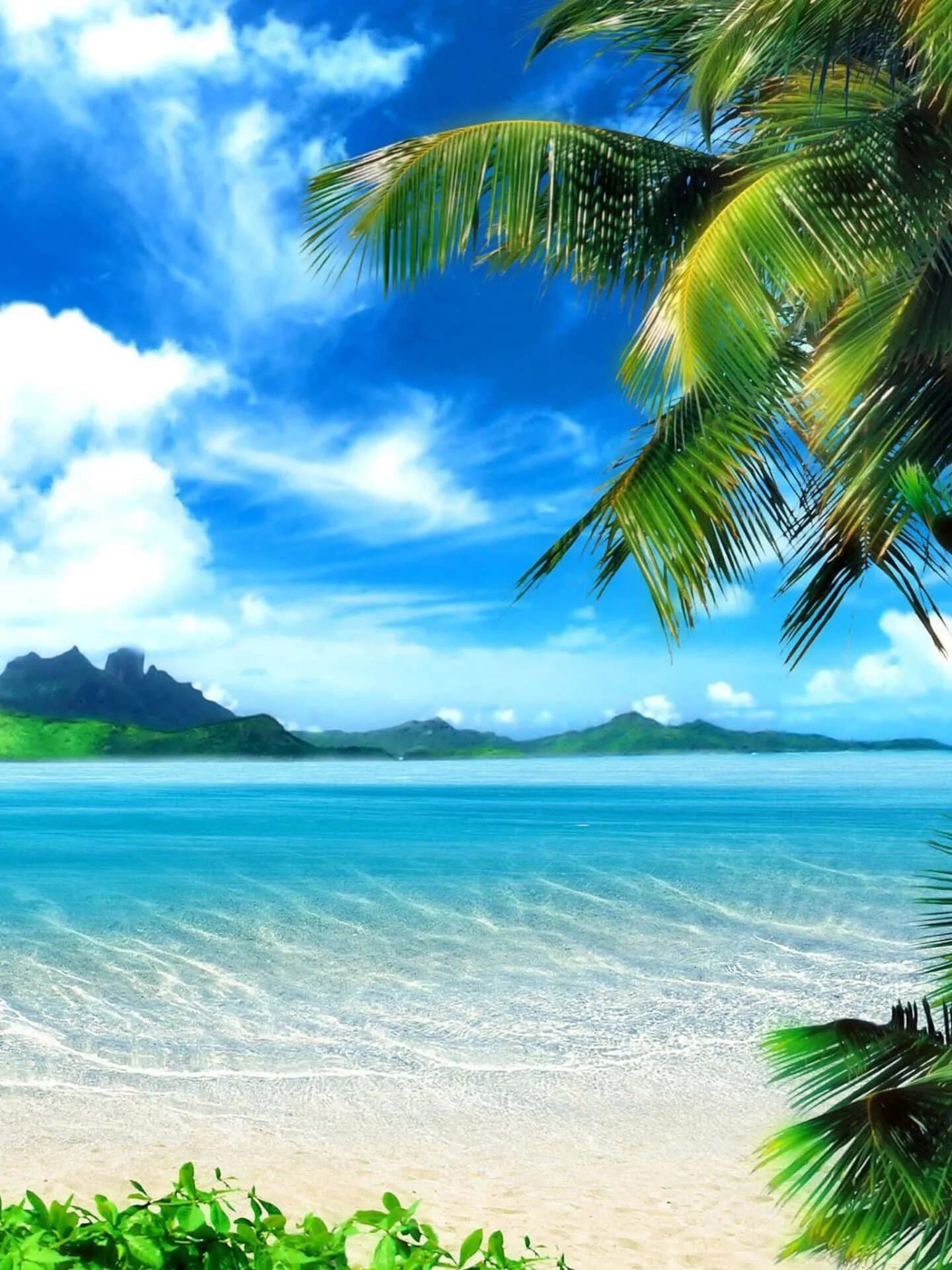 Лето будет телефон. Природа море. Тропический пляж. Красивый пляж. Море пальмы.