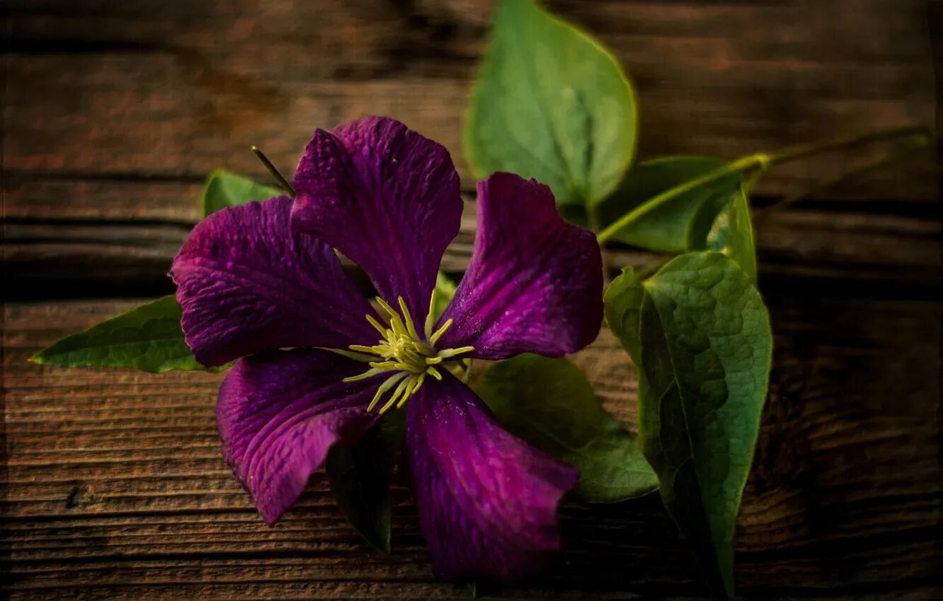 12 Best Perennial Vines to Grow in the Sun Best perennials, Perennials, Climbing