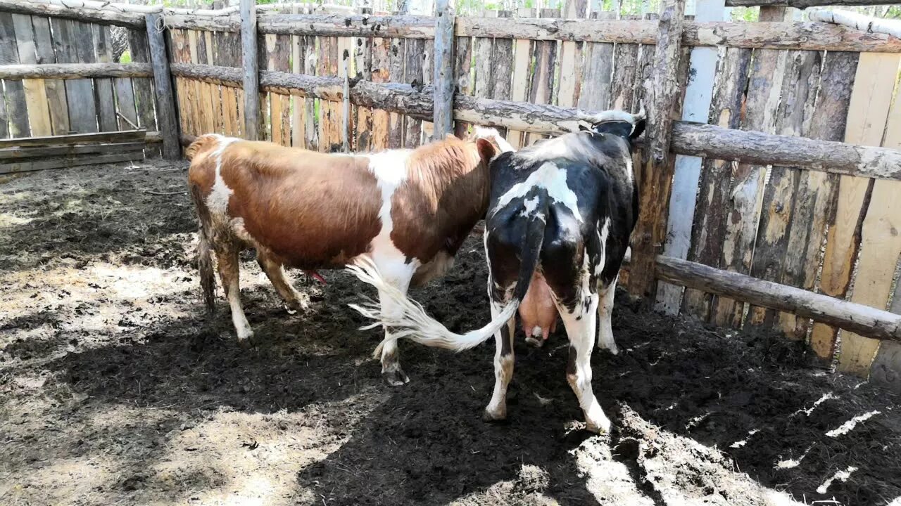 Спаривания коров с быками приближенно.
