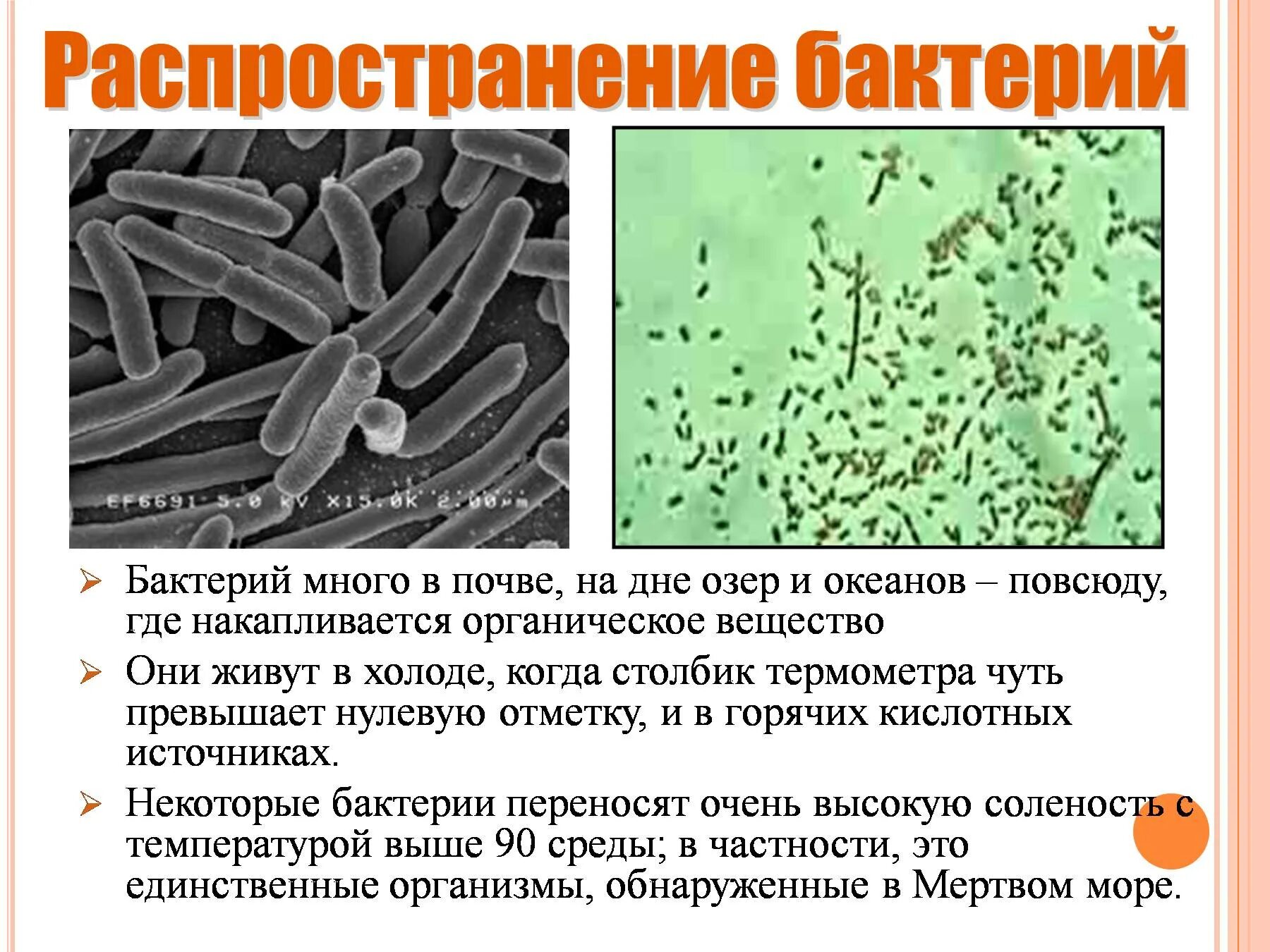 Какие условия способствуют распространению бактерий. Царство бактерий 5 класс биология. Представители царства бактерий 5 класс. Характеристика царства бактерий 5 класс. Характеристика бактерий 5 класс биология.