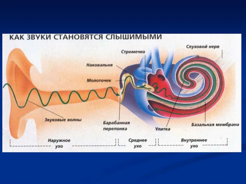 Последовательность звуковых колебаний передаются к рецепторам. Механизм слуховой рецепции. Механизм слуховой рецепции физиология. Механизм рецепции слухового анализатора. Механизмы рецепции звука физиология.