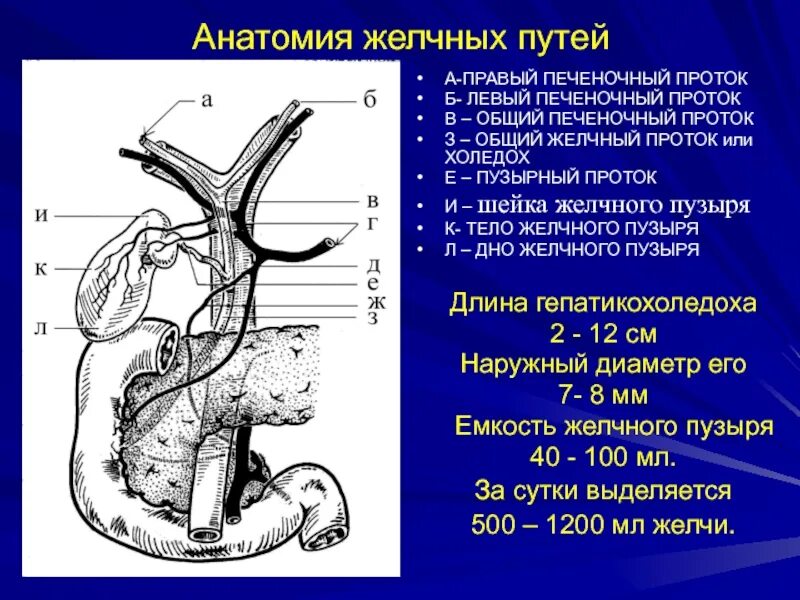 Левый б. Анатомия внутрипеченочных желчных протоков. Общий печеночный проток анатомия. 1.Анатомия внепеченочных желчных протоков.. Общий желчный проток анатомия.