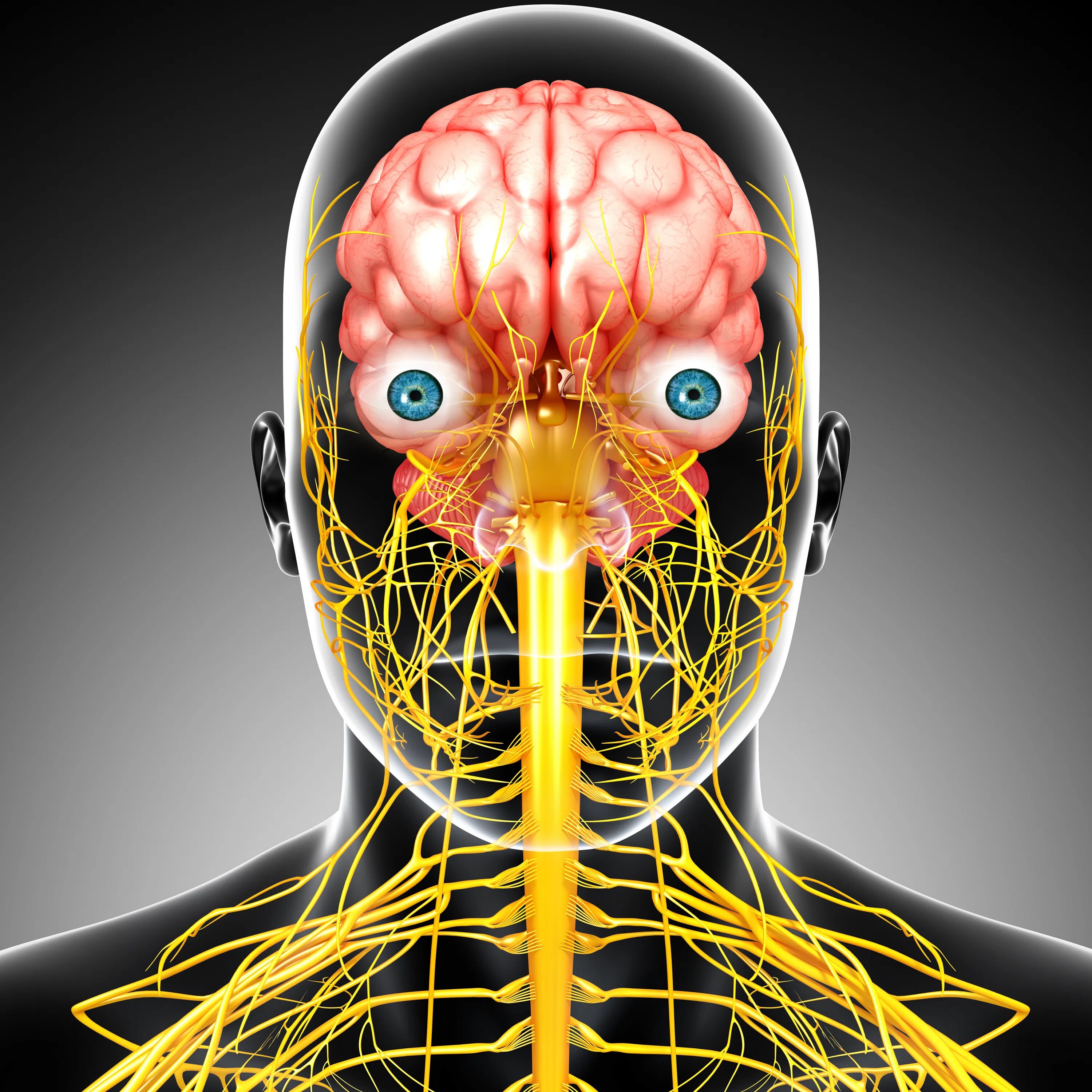 Nervous system brain