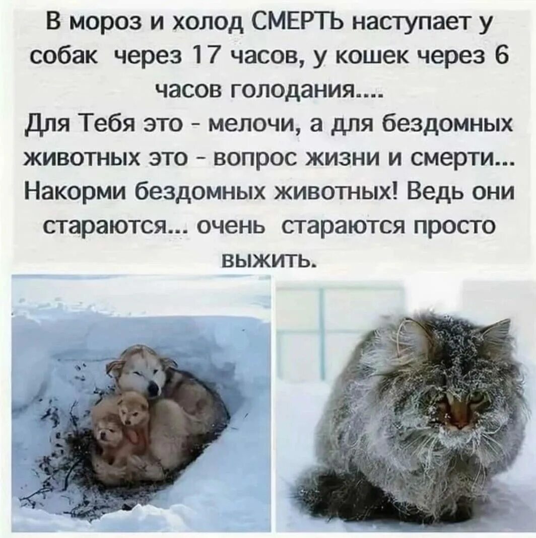 Когда наступят холода. В мороз накорми бездомное животное. покормите животных в мороз. покормите в холода бездомных животных. бездомные животные на холоде.