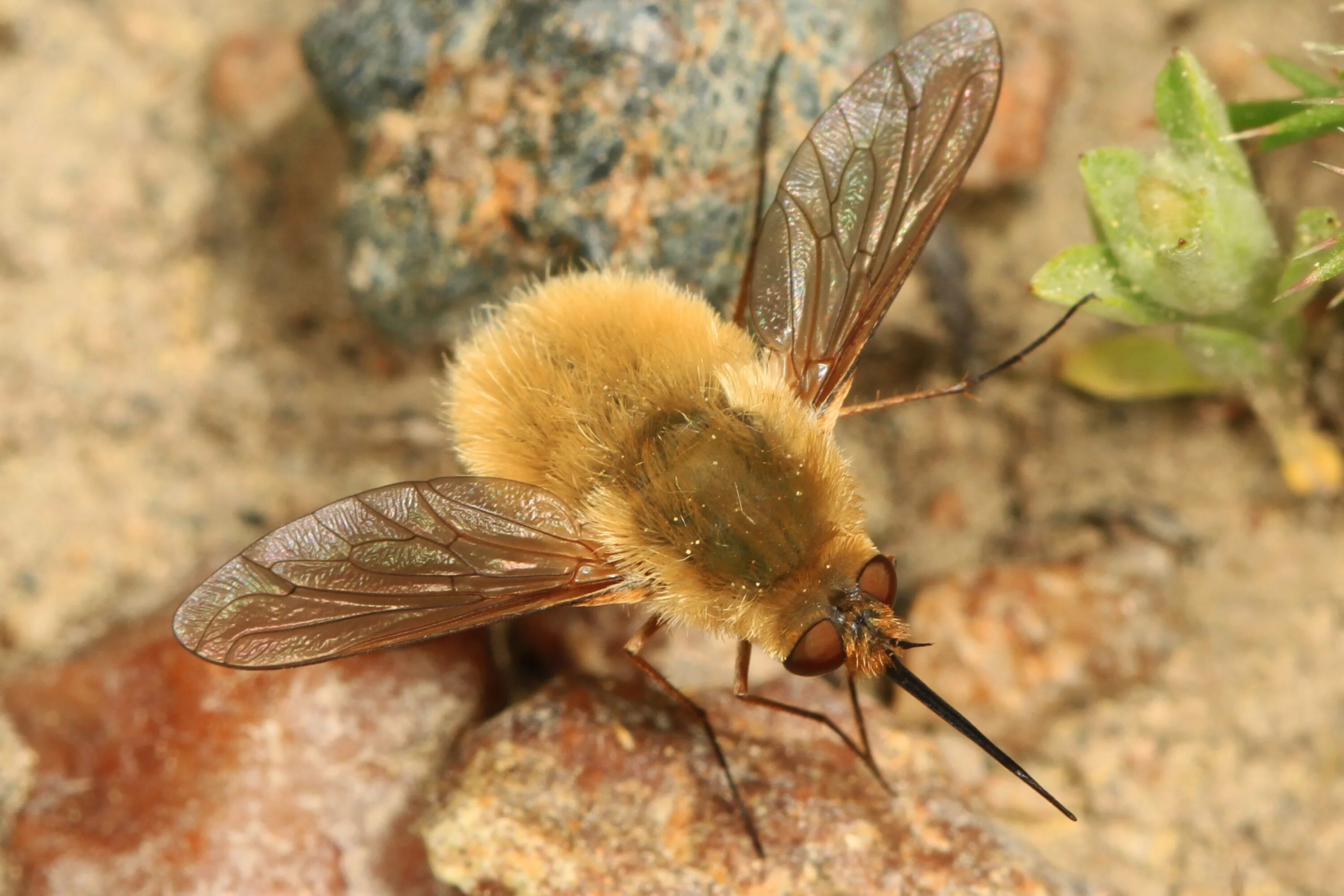 Bee fly. Bee Fly - systoechus. Anastoechus nitidulus. Двукрылые пчелы. Anastoechus nitidulus f..