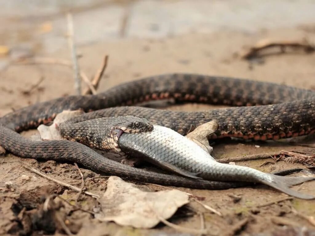 Змеи волгоградской области. Водяной уж (Natrix tessellata). Полоз гадюка в Астрахани. Гадюка Астраханская Степная. Степная гадюка Волгоградской.