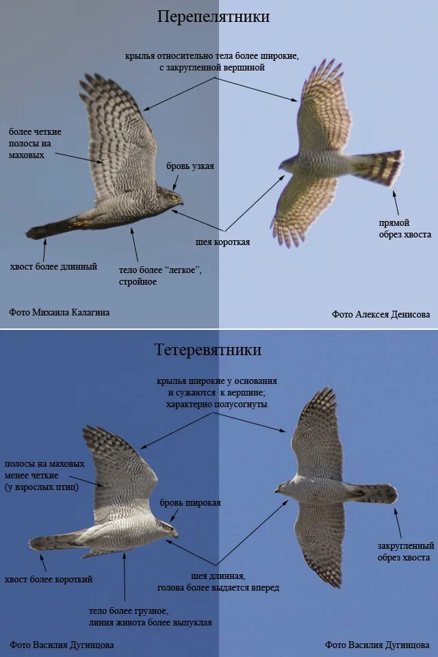 Ястреб-тетеревятник и ястреб-перепелятник. Тетеревятник и перепелятник отличия. Ястреб перепелятник самка и самец отличия. Ястреб тетеревятник самка и самец. Отношения между березой и ястребом перепелятником