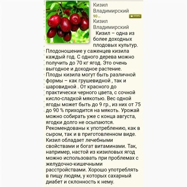 Кизил владимирский описание сорта. Кизил Владимирский описание. Кизил сорт Владимирский.