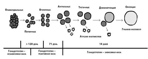 Антральные фолликулы что это