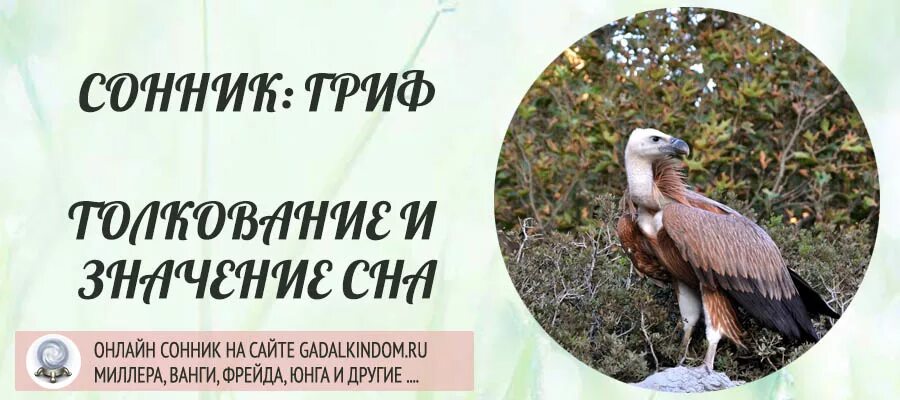Сонник толкование к чему снится птица. Гриф приснился. приснилась птица. приснился гриф птица. сонник гриф.