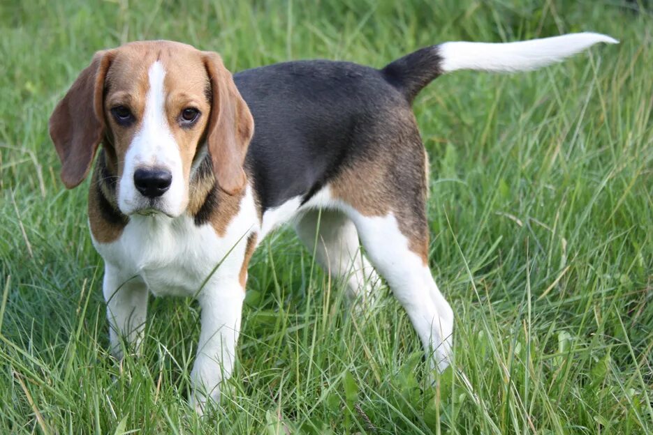 Взрослый бигль девочка. Бигль собака 3 года. Бигль взрослый. Бигль трехцветный. Бигль ркф взрослые.