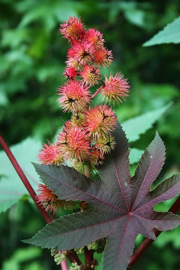 Poison plant. Poisonous Plants. Кастор цветок трава. Анапа ядовитые растения. Кухуаху растение яд.