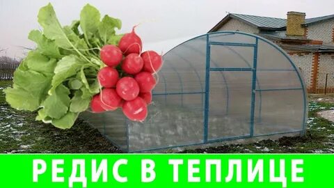 Редис осенью в теплице