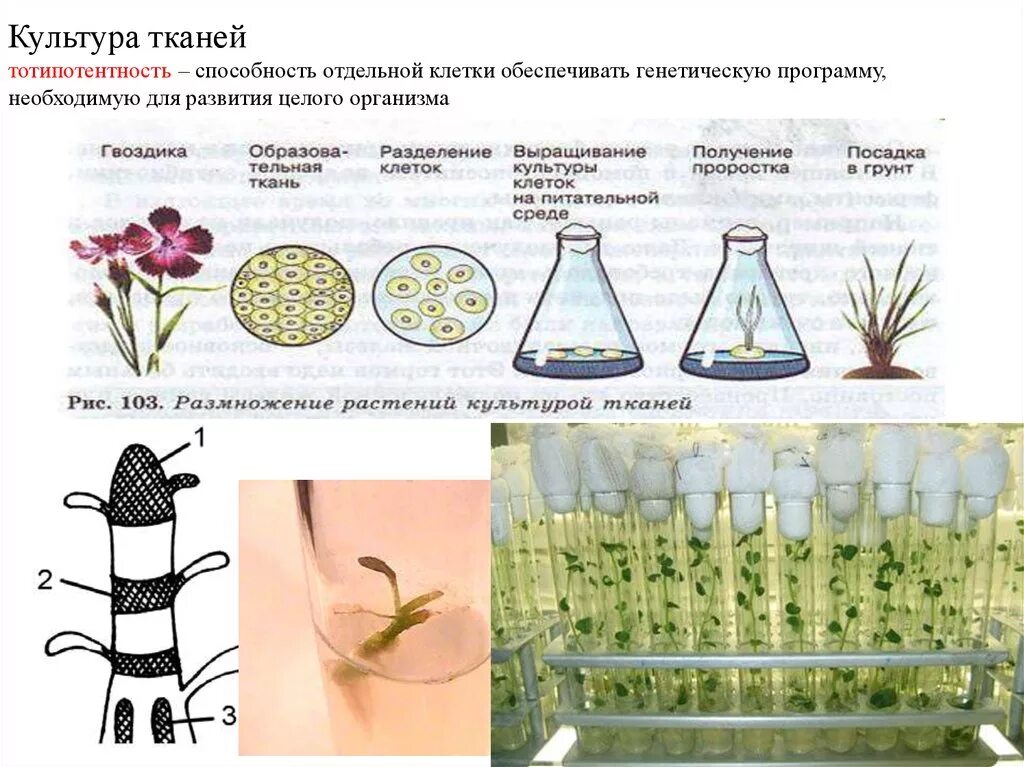 Обработка клеточной массы гормонами высаживание изолированных. Схема получения культуры ткани растительных клеток. Культур клеток тканей (методы in vitro). Микроклональное размножение растений схема. Размножение культурой тканей 6 класс биология.