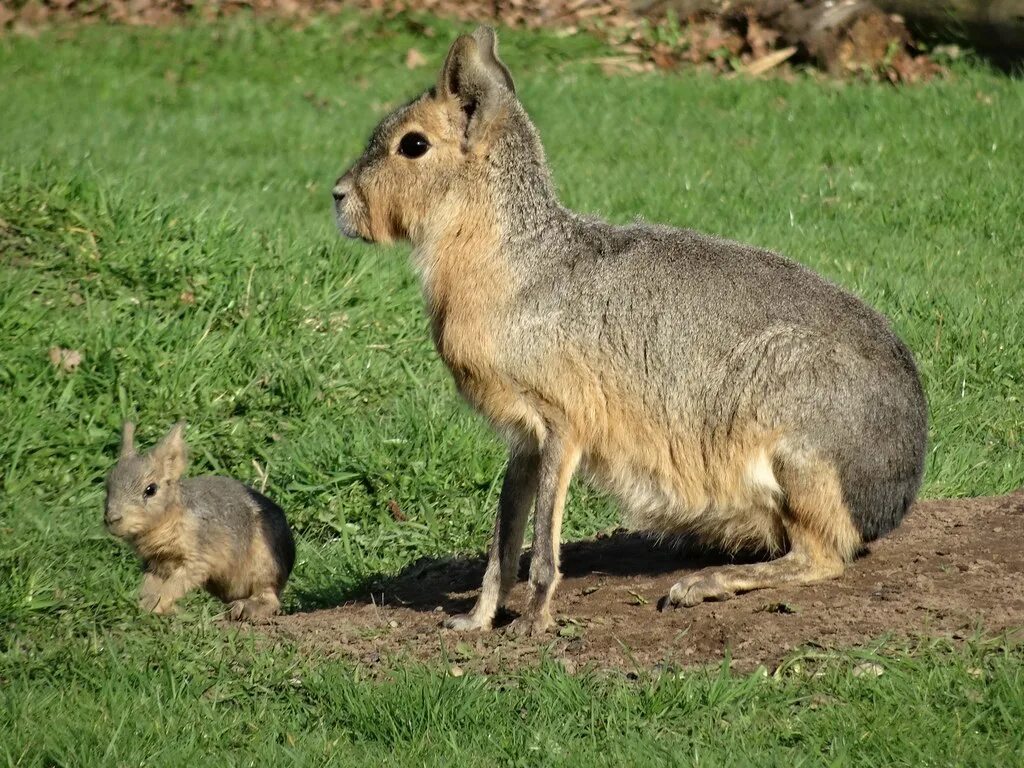 Патагонские Мары. Lyncodon patagonicus.