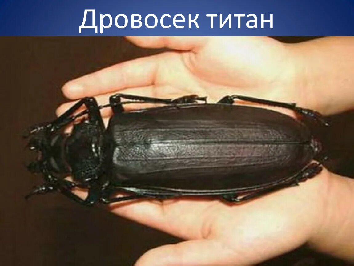 Дровосек-титан: Таинственный жук размером с человеческую ладонь.
