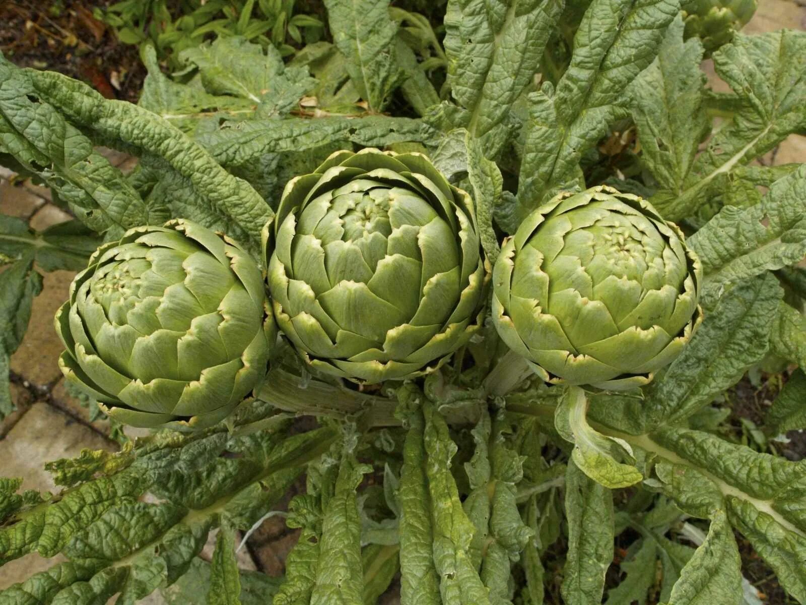 Перезревший артишок. Артишок красавец. Артишок посевной (артишок колючий). Артишок посевной. Артишок виды.