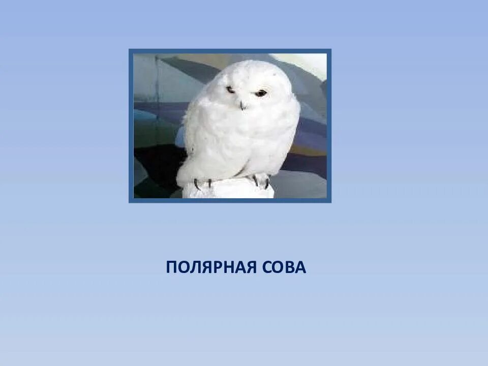 В какой природной зоне обитает белая сова. Полярная Сова презентация. Полярная Сова окружающий мир. Полярная Сова в тундре. Полярная Сова доклад.