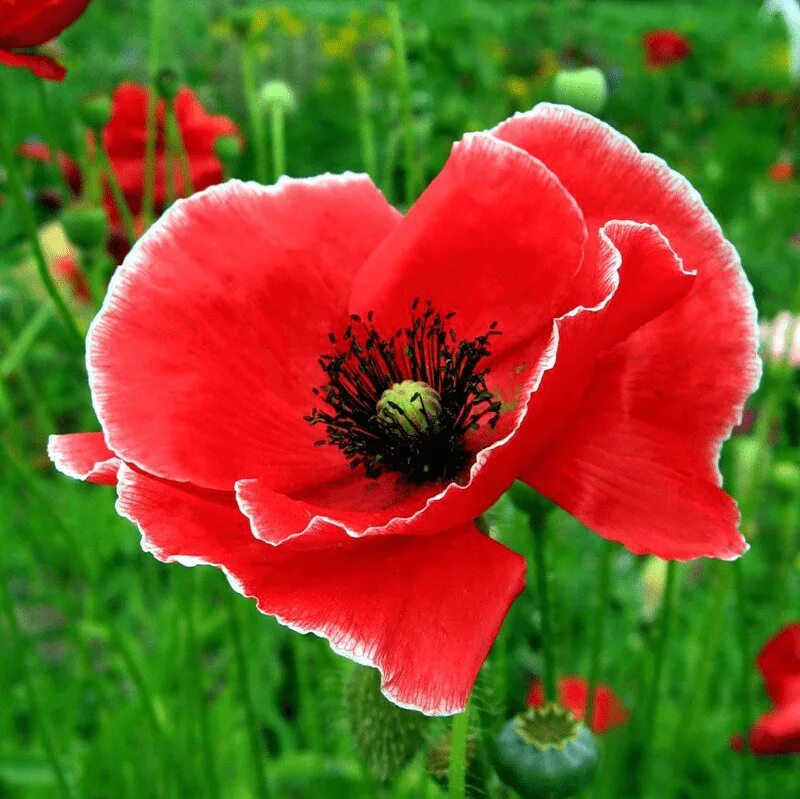 Мак макой. Мака рода papaver. мак (papaver) семейства маковые (papaveraceae).. мак papaver cardinal. красный мак цветок.