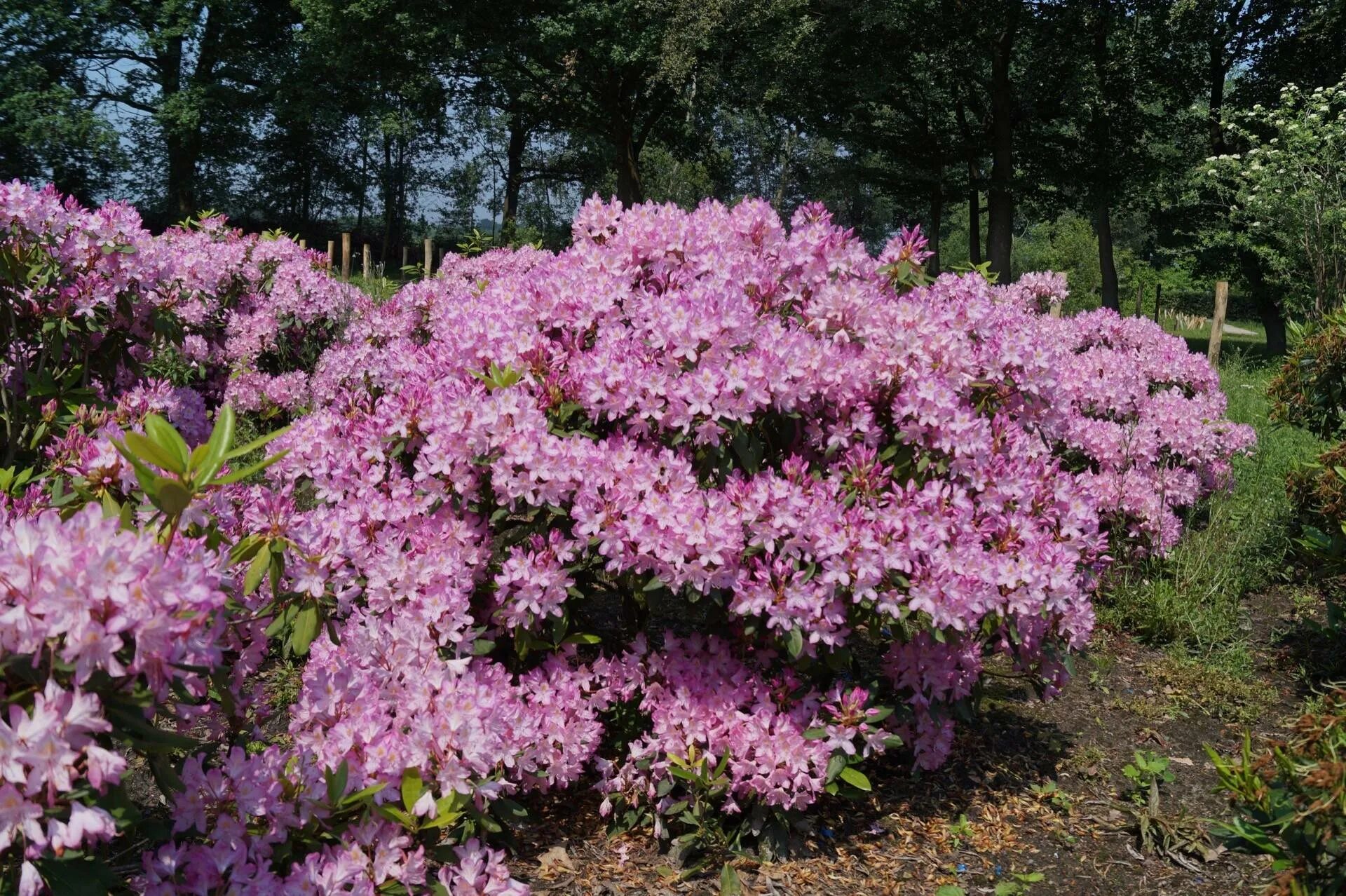 Рододендрон садовый фото и цена зимостойкие. Рододендрон Roseum elegans. Рододендрон Busuki. Рододендрон Roseum elegans (Розеум Элеганс.