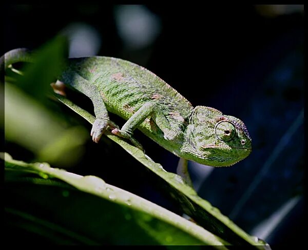 хамелеон арт. хамелеон осталети. хамелеон автор. хамелеон рисунок. рахит у хамелеона.