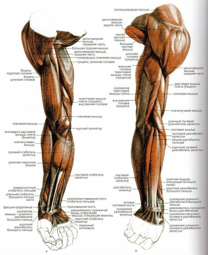 Передняя часть человека. Мышцы руки анатомия человека. Анатомия руки человека мышцы и связки. Рука анатомия строение мышц. Мышцы руки схема.