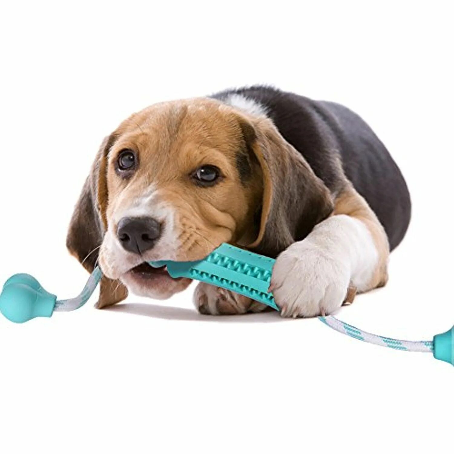 Chew toy. Chew toy. Chew. Chew toy. People play with dog chew toys.