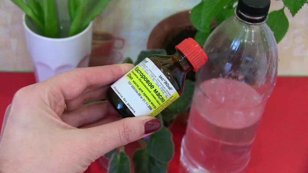 Bona forte фиалка. Подкормка клубники. Фиалка полив и подкормка. Розы в саду на даче. Удобрение для цветов комнатных.