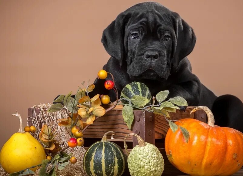 Овощи для собак. Овощи для щенка. Можно собакам кабачки. Собака кабака. Собака из овощей.
