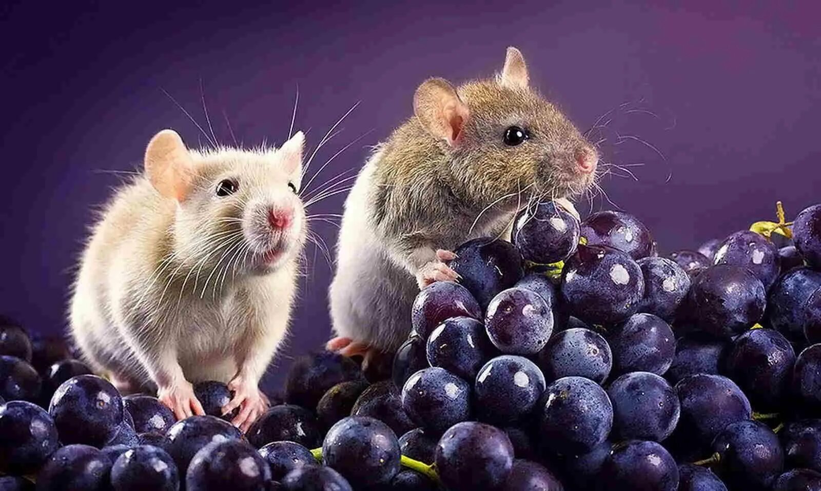 Мыши рабочий стол. Красивые крысы. Мышь. Мышь животное. Милые мышки.