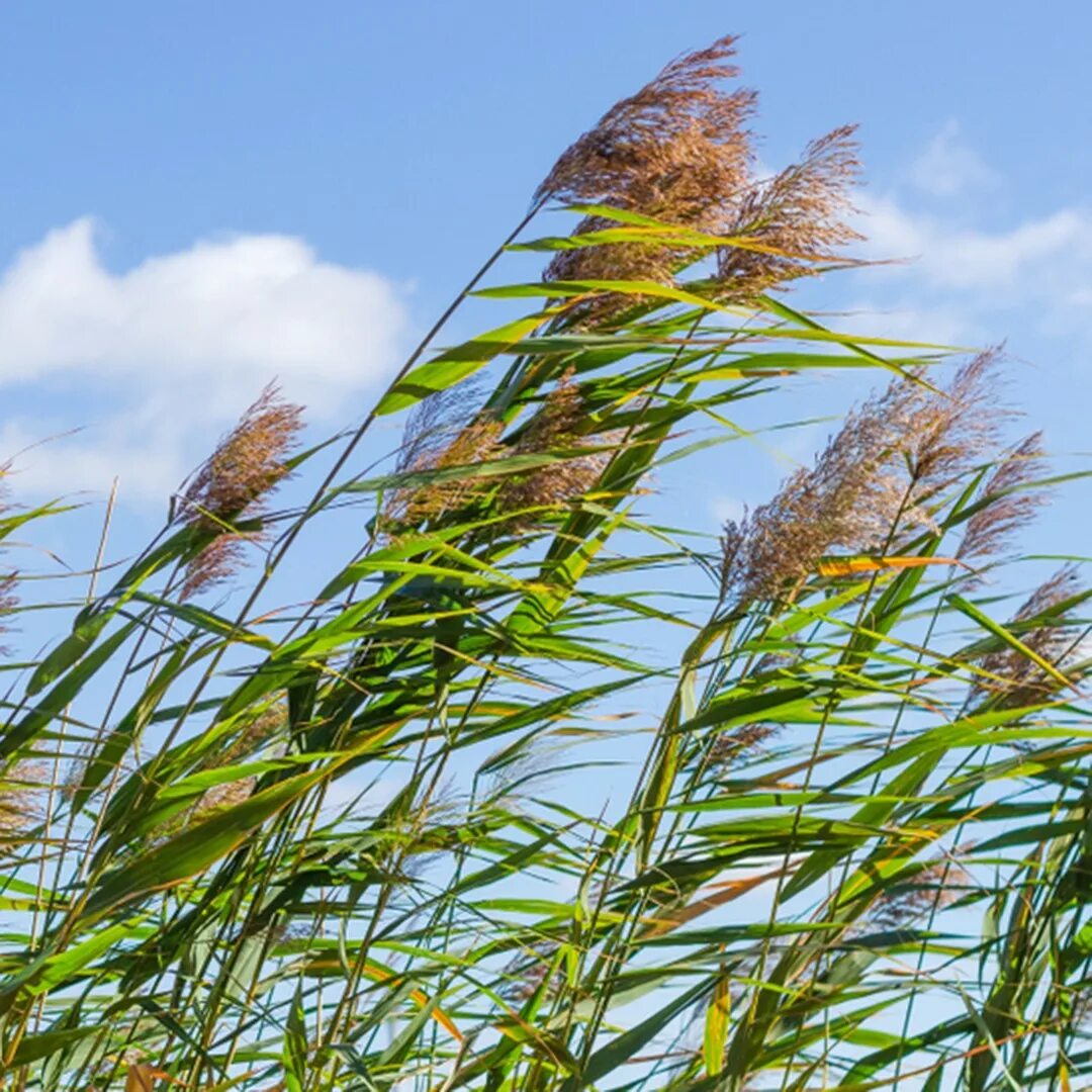 Тростник южный. Тростник Южный phragmites Australis. Тростник обыкновенный phragmites Australis. Тростник обыкновенный (phragmites communis. Тростник обыкновенный (Очерет).