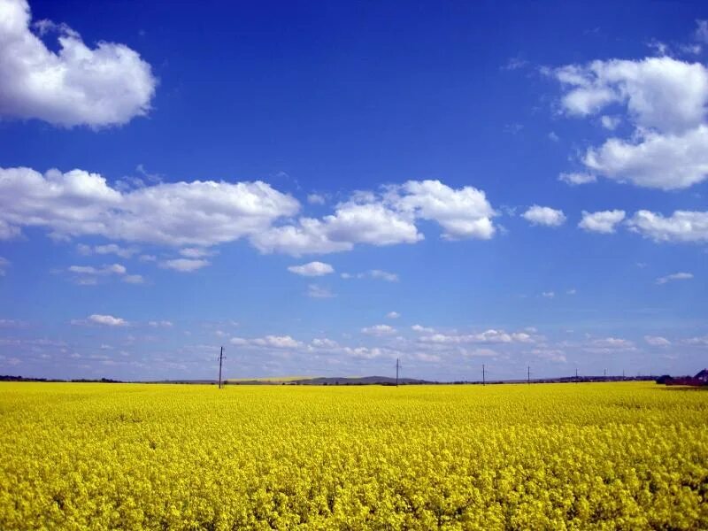 Поле на украинском языке. Пшеничное поле. Поле на украинском языке. Рапсовое поле флаг украины. В поле.