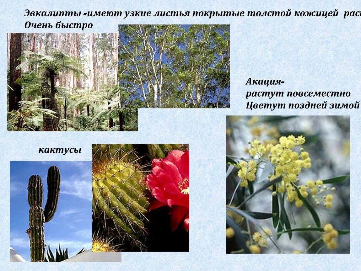 Какие растения и животные встречаются в австралии. Растения австралии список. растения австралии названия. растения которые встречаются только в австралии. типичные растения австралии.