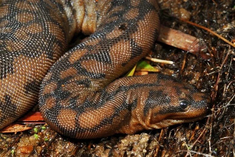 Acrochordus arafurae. Яванская бородавчатая змея. Арафурская бородавчатая змея. Яванская бородавчатая змея, или змея-слоновый хобот. Слоновая змея