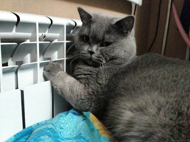 кот на печи. кот греет лапы. кот манул хвост. манул. кот греет лапы.